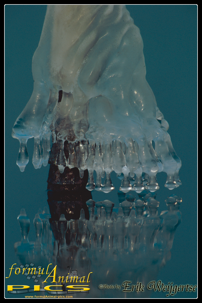 663x1001 pixels (693K)